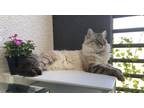 Adopt Munchkin & Sassy a Cream or Ivory (Mostly) Ragdoll / Mixed (long coat) cat