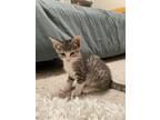 Adopt Peanut a Brown Tabby Domestic Shorthair (short coat) cat in Galt