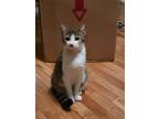 Adopt Leo a Calico or Dilute Calico Calico / Mixed (medium coat) cat in Houston