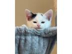 Adopt Charlie a White (Mostly) Domestic Shorthair (short coat) cat in Galt