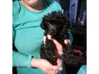 Poodle (Toy) Puppy for sale in Earlsboro, OK, USA