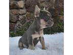 French Bulldog Puppy for sale in Dundee, OH, USA