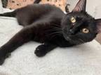 Adopt OTHELLO a Domestic Short Hair