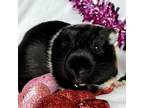 Adopt Burke a Black Guinea Pig (short coat) small animal in Hughesville