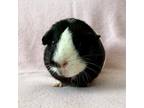 Adopt Lilly a Black Guinea Pig (short coat) small animal in Hughesville