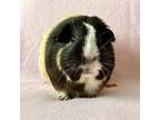 Adopt Lavender a Black Guinea Pig (short coat) small animal in Hughesville
