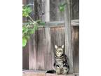 Adopt Simba a Brown Tabby Tabby / Mixed (short coat) cat in Murrieta