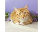 Adopt Chester a Domestic Short Hair