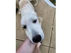 Adopt Orange a White Great Pyrenees / Mixed dog in Indianapolis, IN (38745570)