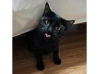 Adopt Magic Milo a Domestic Short Hair