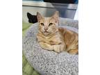 Adopt Apricot and Clementine a Gray, Blue or Silver Tabby Domestic Shorthair