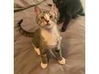 Adopt Toulouse a Gray, Blue or Silver Tabby Domestic Shorthair (short coat) cat