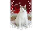 Adopt Bender a White Domestic Shorthair / Domestic Shorthair / Mixed cat in