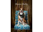 Adopt Benton (Ben) Shelby a Beagle