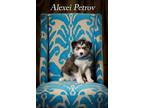 Adopt Alexei Petrov a Mixed Breed