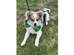 Adopt Ajax Alvarez a Pomeranian