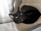 Adopt Robert a All Black Domestic Shorthair / Domestic Shorthair / Mixed cat in