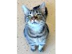 Adopt Peyton a Brown Tabby Domestic Shorthair (short coat) cat in Carlinville