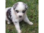 Australian Shepherd Puppy for sale in Pittsburg, TX, USA