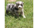 Australian Shepherd Puppy for sale in Pittsburg, TX, USA