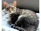 Adopt Tabitha a Brown Tabby Domestic Shorthair (short coat) cat in Carlinville