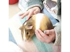 Adopt Bean - IN FOSTER a Guinea Pig