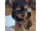 Yorkshire Terrier Puppy for sale in Akron, OH, USA