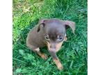 Miniature Pinscher Puppy for sale in Grandville, MI, USA