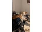 Adopt Archy a Tan/Yellow/Fawn - with White Labrador Retriever / Terrier (Unknown