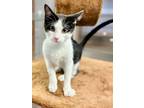 Adopt Jobi a Domestic Short Hair