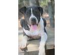 Adopt Rex 23 a Staffordshire Bull Terrier / Mixed dog in Brookhaven
