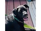 Adopt Frankie a Black Labrador Retriever / Boxer / Mixed dog in Willington