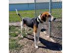 Adopt Clyde a Treeing Walker Coonhound