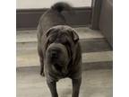 Chinese Shar-Pei Puppy for sale in Rochester, NY, USA
