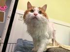 Adopt Simba a Domestic Longhair / Mixed (long coat) cat in Meriden