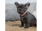 French Bulldog Puppy for sale in Lake Orion, MI, USA