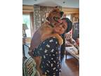 Adopt Cleo a Tan/Yellow/Fawn Golden Retriever / Mixed dog in Sherman Oaks