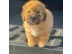 Maltipoo Puppy for sale in Hemet, CA, USA