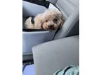 Adopt Poodle (Toy) - Sanders a Poodle