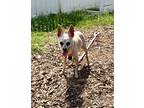 Adopt Connie-IN FOSTER a Tan/Yellow/Fawn Mixed Breed (Small) / Mixed dog in