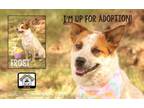Adopt Frost a Cattle Dog