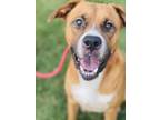 Adopt Brockett - IN FOSTER a Brown/Chocolate Mixed Breed (Large) / Mixed dog in