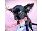Chihuahua Puppy for sale in Lincoln, CA, USA