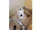 Adopt Kiko a Siberian Husky, Mixed Breed