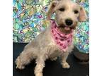 Adopt Addie a White - with Tan, Yellow or Fawn Schnauzer (Standard) / Mixed dog