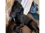 Adopt Lola a Black - with White Great Dane / Labrador Retriever dog in Albany