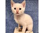 Adopt Cyrus a White Siamese / Mixed cat in Folsom, LA (38680807)