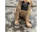 Cane Corso Puppy for sale in Dayton, OH, USA