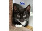 Adopt Lela a Domestic Shorthair / Mixed (short coat) cat in Cambridge