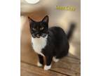Adopt CheeChee a Domestic Shorthair / Mixed (short coat) cat in Cambridge